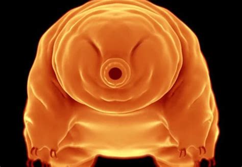 8 Wondrous Facts About Tardigrades: Earth's Tiniest Superheroes