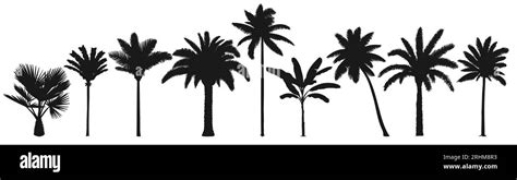 Palm Trees Silhouette Retro Coconut Trees Hand Drawn Tropical Palm