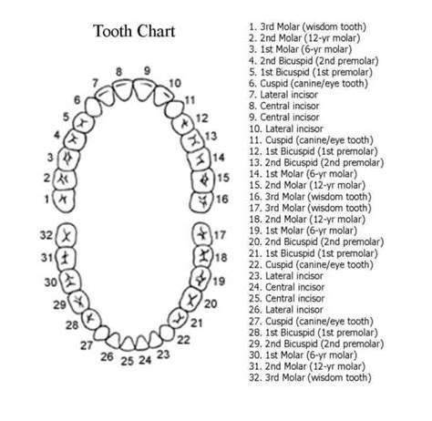 Dental Tooth Numbering Chart