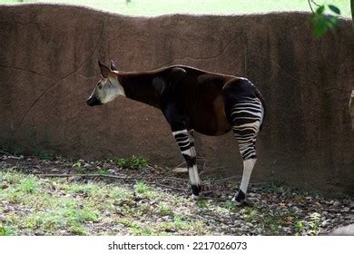 Single Okapi Standing Habitat Stock Photo 2217026073 | Shutterstock