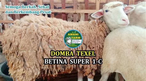 BETINA TEXEL SUPER 1D PETERNAKAN KAMBING PERAH DAN DOMBA AMANI FARM