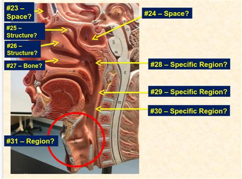 head  diagram quizlet