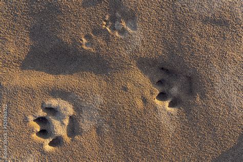 Animal footprints in the sand Stock Photo | Adobe Stock