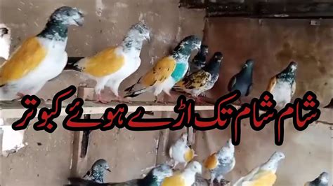 ماشاءاللہ جی بہترین کوالٹی والے کبوتر اڑے اڑائےفار سیل YouTube