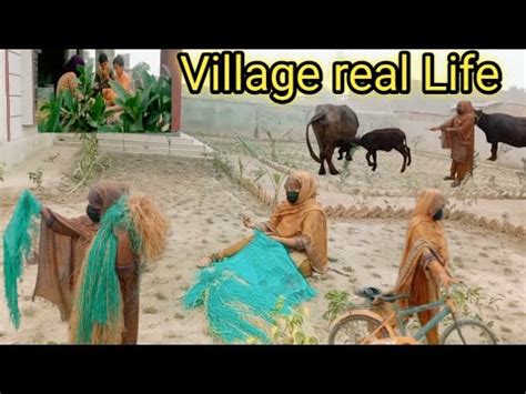 Village Life Mix Daily Routine Village Life In Punjab Pakistan