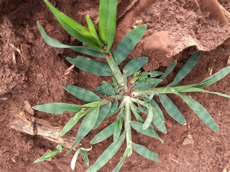 Saiba identificar o capim pé de galinha Eleusine indica