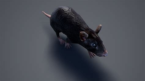 3d Model Rat Lowpoly Vr Ar Low Poly Cgtrader