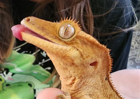 can iguana overweight indoors 8