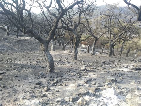 El Incendio Quema 400 Hectáreas Del Parque Nacional De Monfragüe