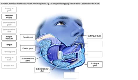 Solved Label The Anatomical Features Of The Salivary Glands By