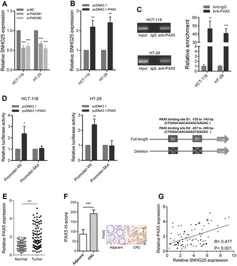 SNHG25 Promotes Colorectal Cancer Metastasis By Regulating MMP2