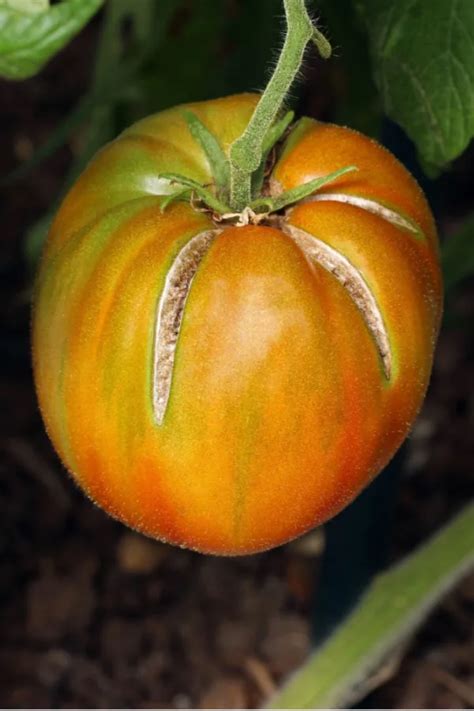 The Best Way To Water Tomato Plants For A Bigger Better Crop