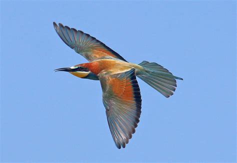 HUNGARY – WILDLIFE OF THE KISKUNSAG NATIONAL PARK | Swallow Birding