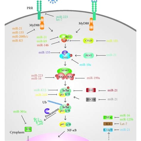 Canonical Nf κ B Signaling Network Regulated By Mirnas Prrs Are