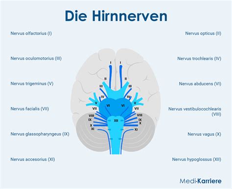 zwölf Hirnnerven Ein Überblick Medi Karriere