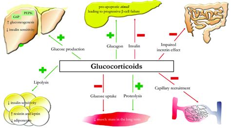 Stop The Madness Of Glucocorticoid Induced Hyperglycemia A Brief Review