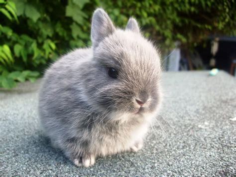 Dwarf Hotot Rabbit: Facts, Personality, Care Sheet & Pictures ...