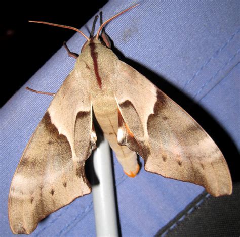 Australian Hawk Moth - What's That Bug?