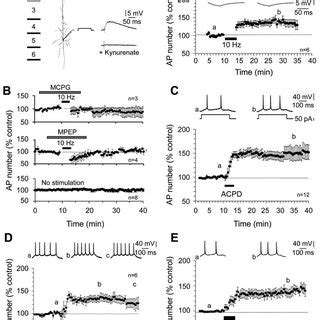 Synaptic Or Pharmacological Induction Of MGluR Dependent LTP IE In