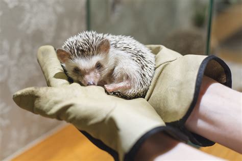 Harry's Hedgehog Café | Various Locations — WHEN IN TOKYO | Tokyo's Art ...