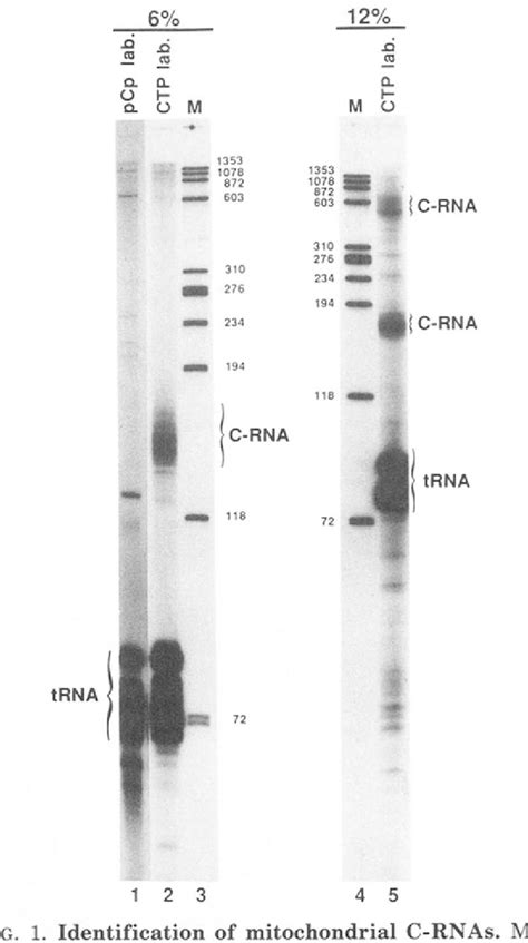 Figure 1 From Identification Of Nuclear Encoded Precursor TRNAs Within