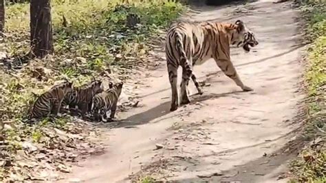 Pench Tiger Reserve पेंच टाइगर रिजर्व में पहली बार बी 2 बाघिन के चार शावकों को देख रोमांचित हुए