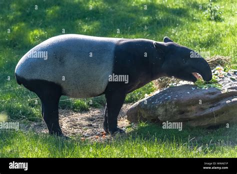 Malayan Tapir Eating Funny Animal Stock Photo Alamy