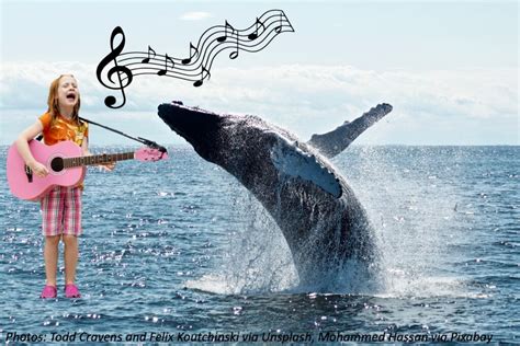 How to Sing with a Whale – Bedtime Math