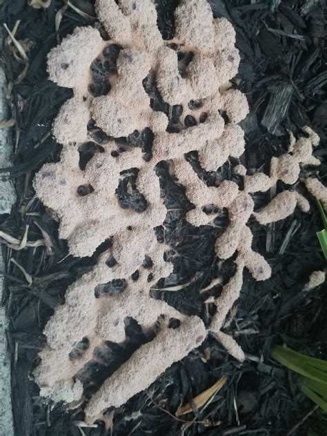 Fuzzy in my front yard : r/mycology