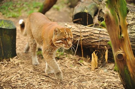 Asiatic Golden Cat Walking Near Logs