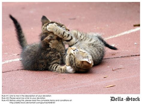 Playing Kittens by Della-Stock on DeviantArt