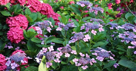 11 Easiest And Most Beautiful Flowering Shrubs For Zones 41 Off