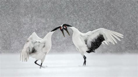 Red-crowned Crane Wallpapers - Top Free Red-crowned Crane Backgrounds ...