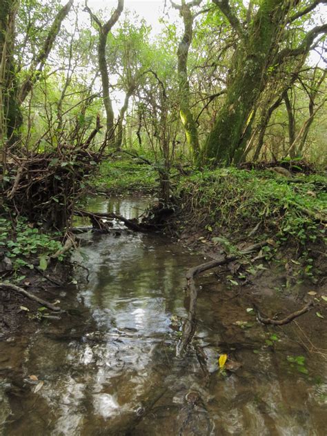 Banco De Imagens Angra Arroyo Riachuelo Corrente Rio Vala Agua