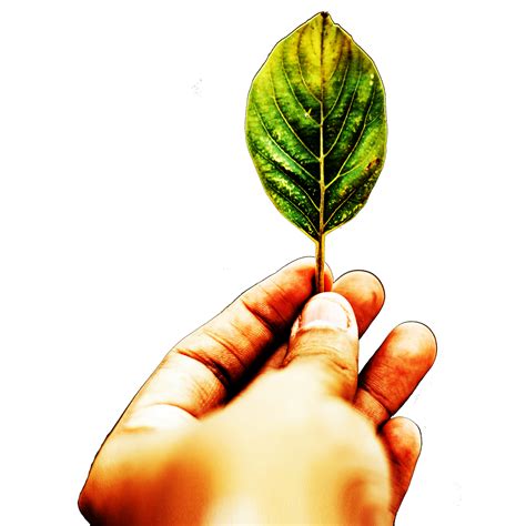 Icon Finger Hand Hold Leaf Png