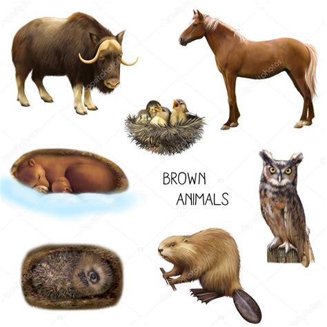 Brown animals isolated on white background — Stock Photo © artnature ...