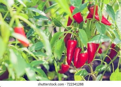 Chilli Pepper On Garden Stock Photo Shutterstock