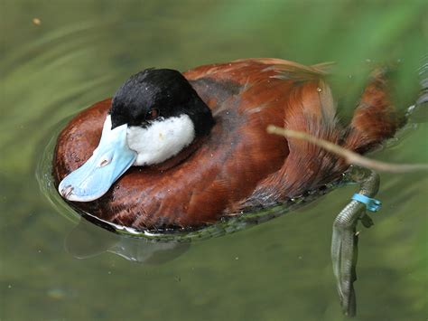 North American Ruddy Duck Alexandria Zoo