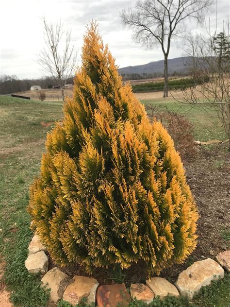 Golden Arborvitae Tree Qt Pot Thuja Plicata Plants And Seedlings