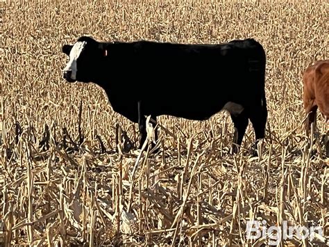 Black Angus Mature YO Bred Cows BID PER HEAD Livestock