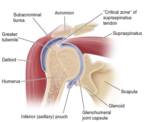 Shoulder Bursitis - Adelaide Mobile Massage