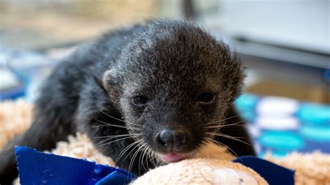 Nashville Zoo welcomes baby bearcat, livestreaming available | WTVC