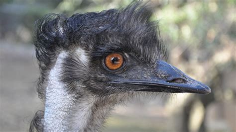 The Great Emu War Of 1932 Everything You Need To Know