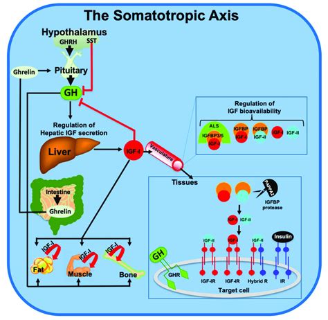 Schematic Summary Of The Major Molecules Composing The Somatotropic Download Scientific Diagram