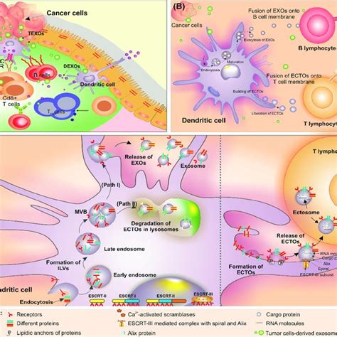 Schematic Illustration Of Extracellular Vesicles In Solid Tumors A