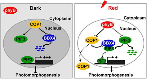 Bbx4 A Phyb Interacting And Modulated Regulator Directly Interacts