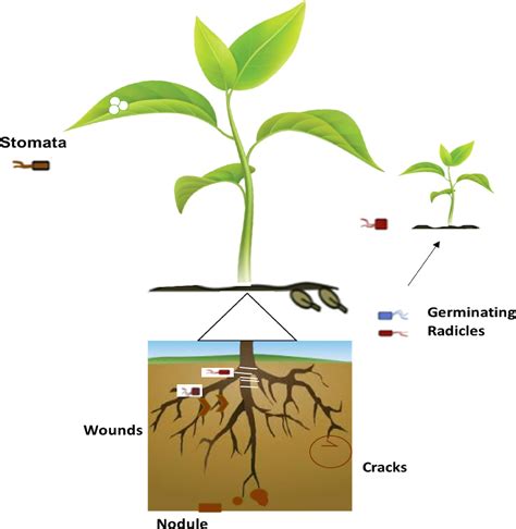 Frontiers Interaction Between Bacterial Endophytes And Host Plants