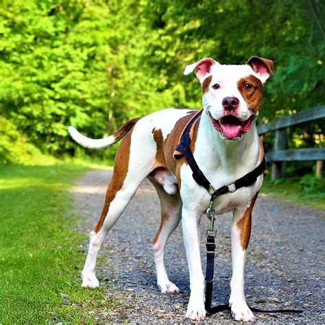 Pitbull Foi Criado Em Laboratório - Cachorro Pitbull: conheça tudo sobre a raça aqui