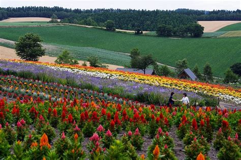 summer_flower_season_hokkaido | Kyuhoshi