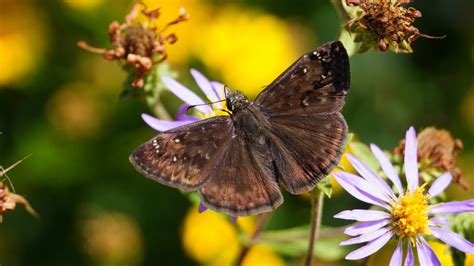 Erynnis Horatius Horace S Duskywing NortheastNatives Flickr